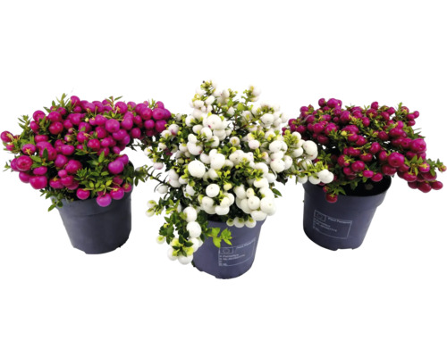Trei ghivece cu plante Gaultheria