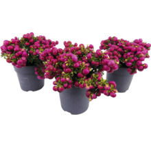 Trei plante la ghiveci de Symphoricarpos cu fructe de pădure decorative