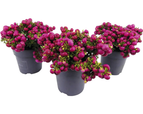 Trei plante la ghiveci de Symphoricarpos cu fructe de pădure decorative