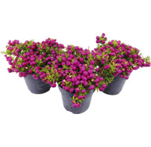 Trei ghivece cu planta Gaultheria