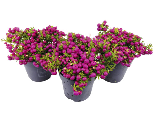 Trei ghivece cu planta Gaultheria