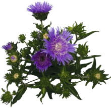 Floare de scaiete cu floare violetă