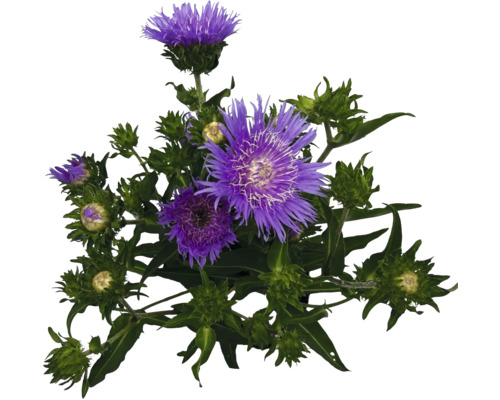 Floare de scaiete cu floare violetă