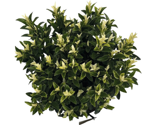 Arbore de fus persistent cu frunze