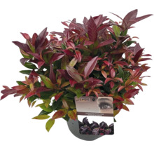 Leucothoe axillaris Scarletta plantă de interior în ghiveci