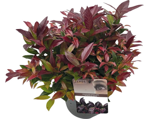 Leucothoe axillaris Scarletta plantă de interior în ghiveci
