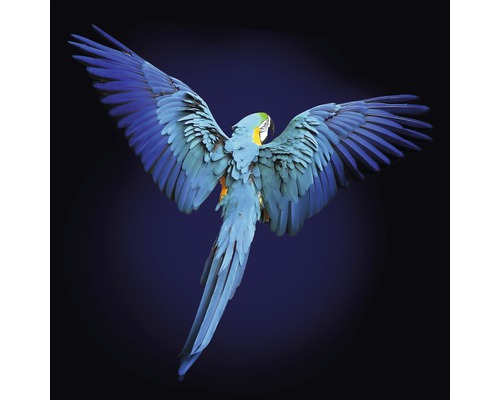 Tablou sticlă Blue parrot 30x30 cm