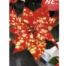 Crăciuniță cu frunze roșii și galbene