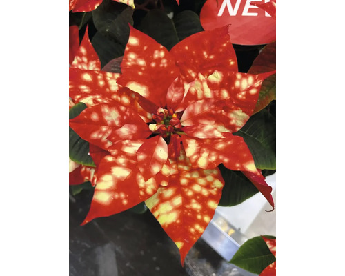 Crăciunița Fantasy Orange FloraSelf Euphorbia pulcherima H 14 cm ghiveci Ø 6 cm portocaliu Crăciuniță cu frunze roșii și galbene