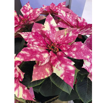 Crăciuniță pătată cu frunze roz