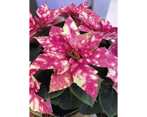 Crăciunița Fantasy Pink FloraSelf Euphorbia pulcherima H 14 cm ghiveci Ø 6 cm roz Crăciuniță pătată cu frunze roz