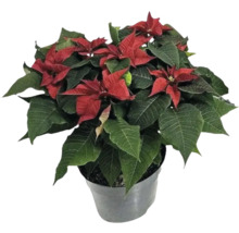 Crăciuniță într-un ghiveci