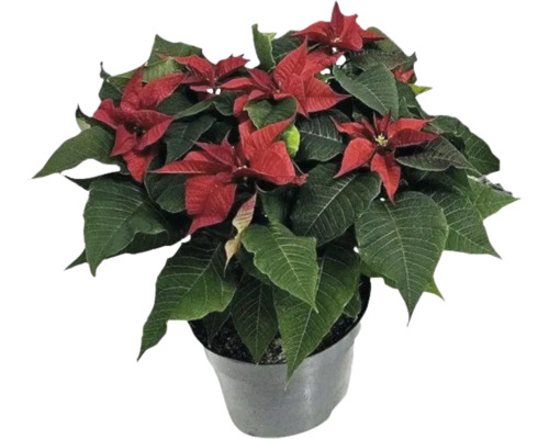 Crăciunița FloraSelf Euphorbia pulcherrima 'Christmas Feeling' H ca. 40 cm ghiveci Ø 22 cm roșu Crăciuniță într-un ghiveci