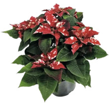 Crăciuniță cu frunze roșii și albe în ghiveci