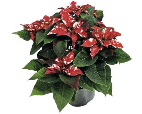 Crăciunița FloraSelf Euphorbia pulcherima 'Fantasy Star' H 45 cm ghiveci Ø 22 cm roșu Crăciuniță cu frunze roșii și albe în ghiveci