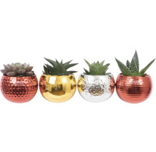 Plante suculente decorative în ghivece