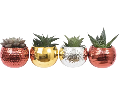 Plante suculente decorative în ghivece