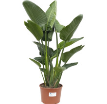 Strelitzia în ghiveci