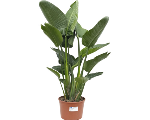 Strelitzia în ghiveci