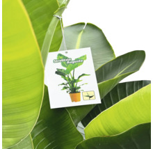 Etichetă de plantă Strelitzia Augusta între frunze verzi