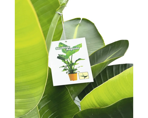 Etichetă de plantă Strelitzia Augusta între frunze verzi