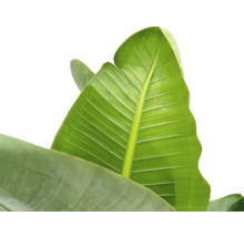 Prim-plan cu o singură frunză verde de bananier.