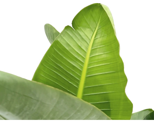 Prim-plan cu o singură frunză verde de bananier.