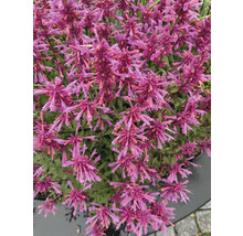 Prim-plan cu o plantă Agastache cu multe flori