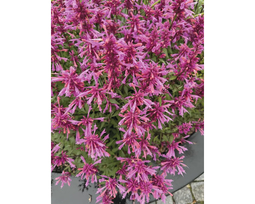Prim-plan cu o plantă Agastache cu multe flori