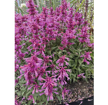 Agastache cu flori violete în grădină