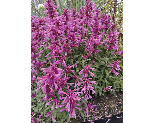 Agastache cu flori violete în grădină