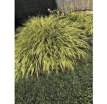 Iarbă de pădure japoneză în grădină