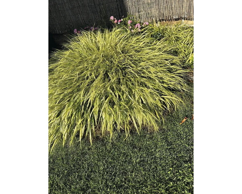 Iarbă de pădure japoneză în grădină