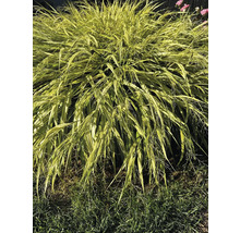 Iarbă ornamentală japoneză în grădină