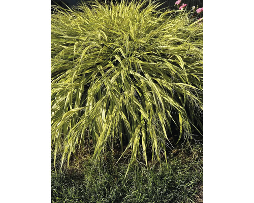 Iarbă ornamentală japoneză în grădină