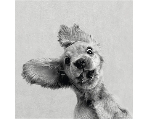 Tablou sticlă Pure Living Funny Dog II 20x20 cm buc