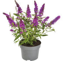 Arbore de fluturi în ghiveci cu flori violet