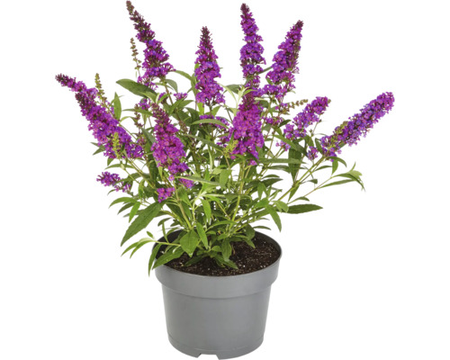 Arbore de fluturi în ghiveci cu flori violet