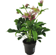 Spânz în ghiveci cu flori și frunze verzi