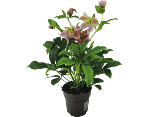 Spânz în ghiveci cu flori și frunze verzi