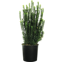 Buxus în ghiveci