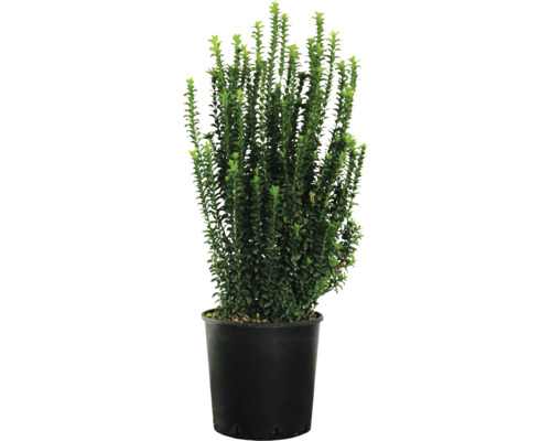 Buxus în ghiveci