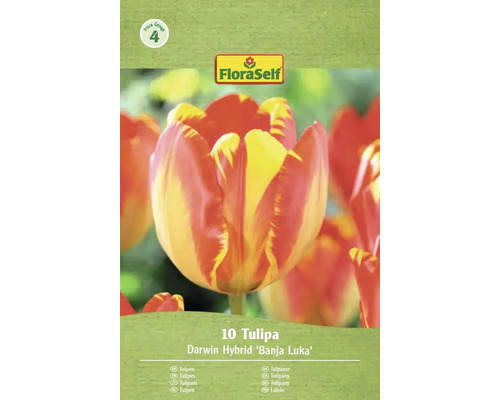 Pachet de 10 lalele Darwin Hybrid soiul Banja Luka