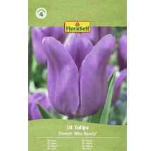 Lalele FloraSelf Triumph 'Blue Beauty', 10 bucăți