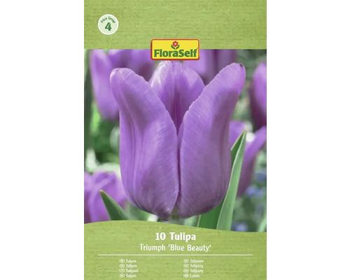 Lalele FloraSelf Triumph 'Blue Beauty', 10 bucăți