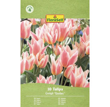 FloraSelf Lalele Greigii Quebec, 10 bucăți