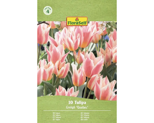 FloraSelf Lalele Greigii Quebec, 10 bucăți