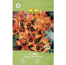 Pachet cu 12 lalele botanice 'Little Princess' de la FloraSelf