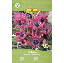 Pachet de 12 lalele botanice Little Beauty