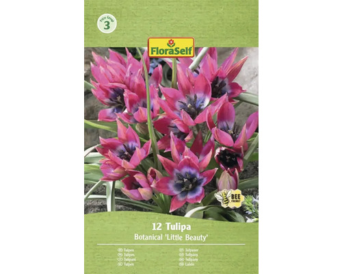 Pachet de 12 lalele botanice Little Beauty